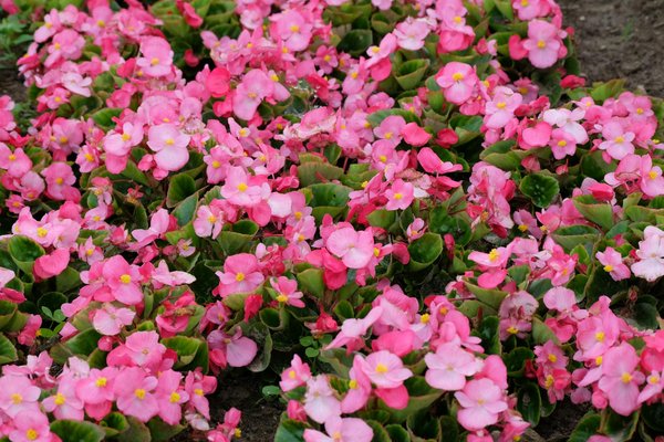 Eco-friendly : Chauffer sa piscine grâce à l'énergie géothermique