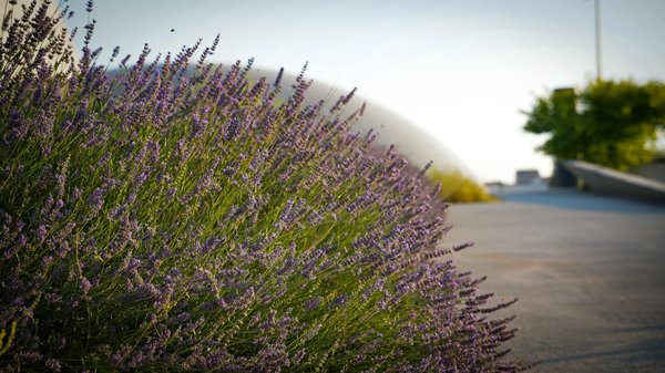 Démystifier la vie de luxe : Vérités et illusions d'une maison somptueuse